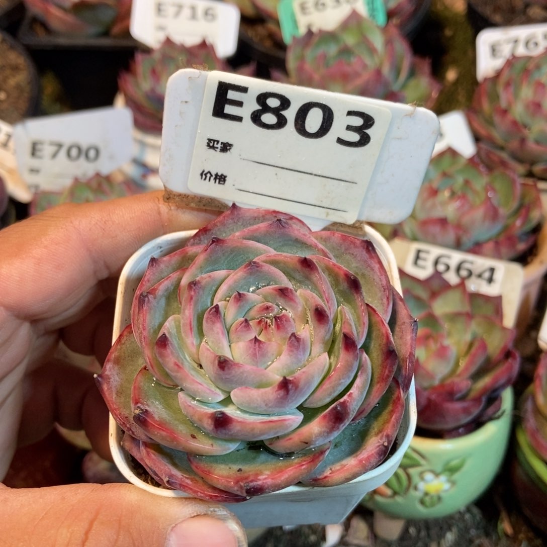 惊鸿一瞥803号楼多的