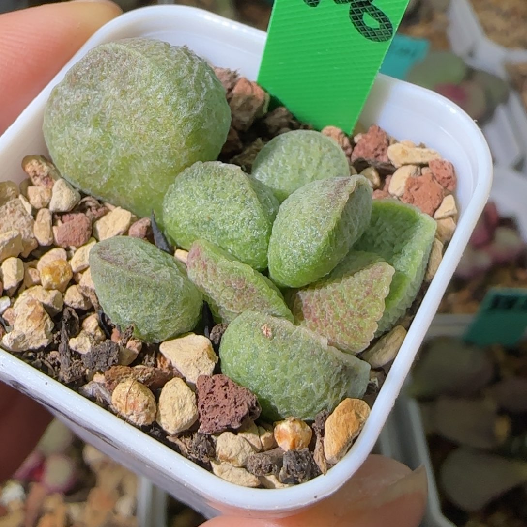 编号636底叶插，四方盆发