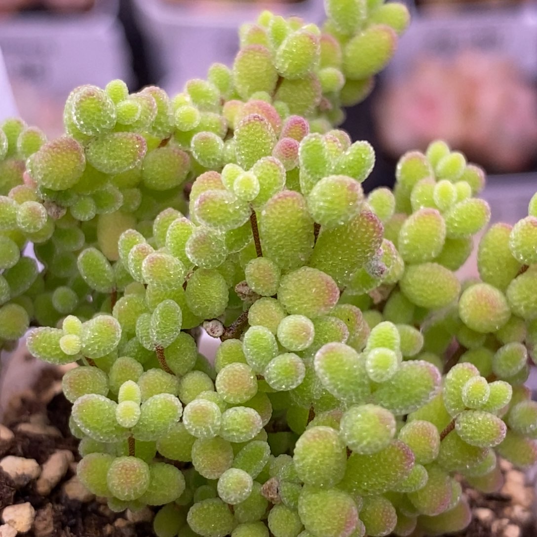 【闪购商品】26-96