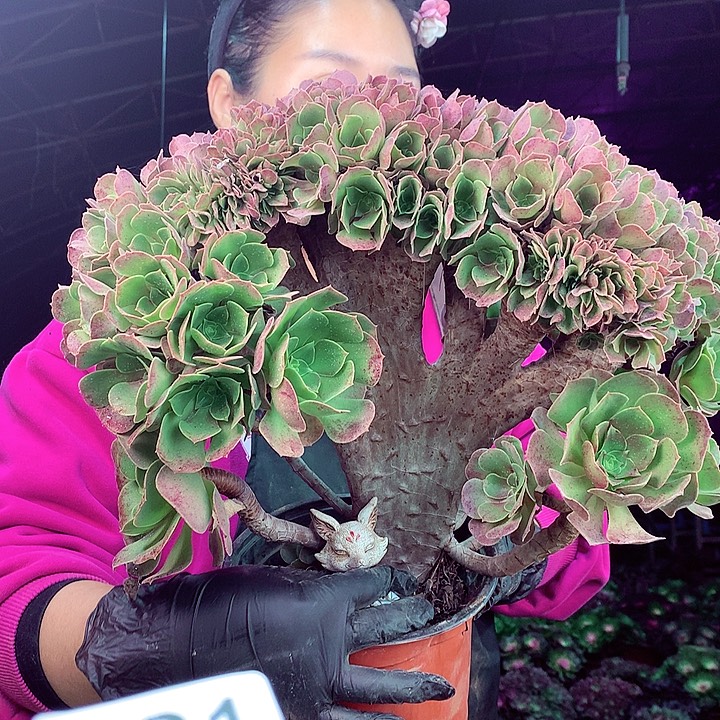 柒柒精品多肉脱土发货不包断侧枝821