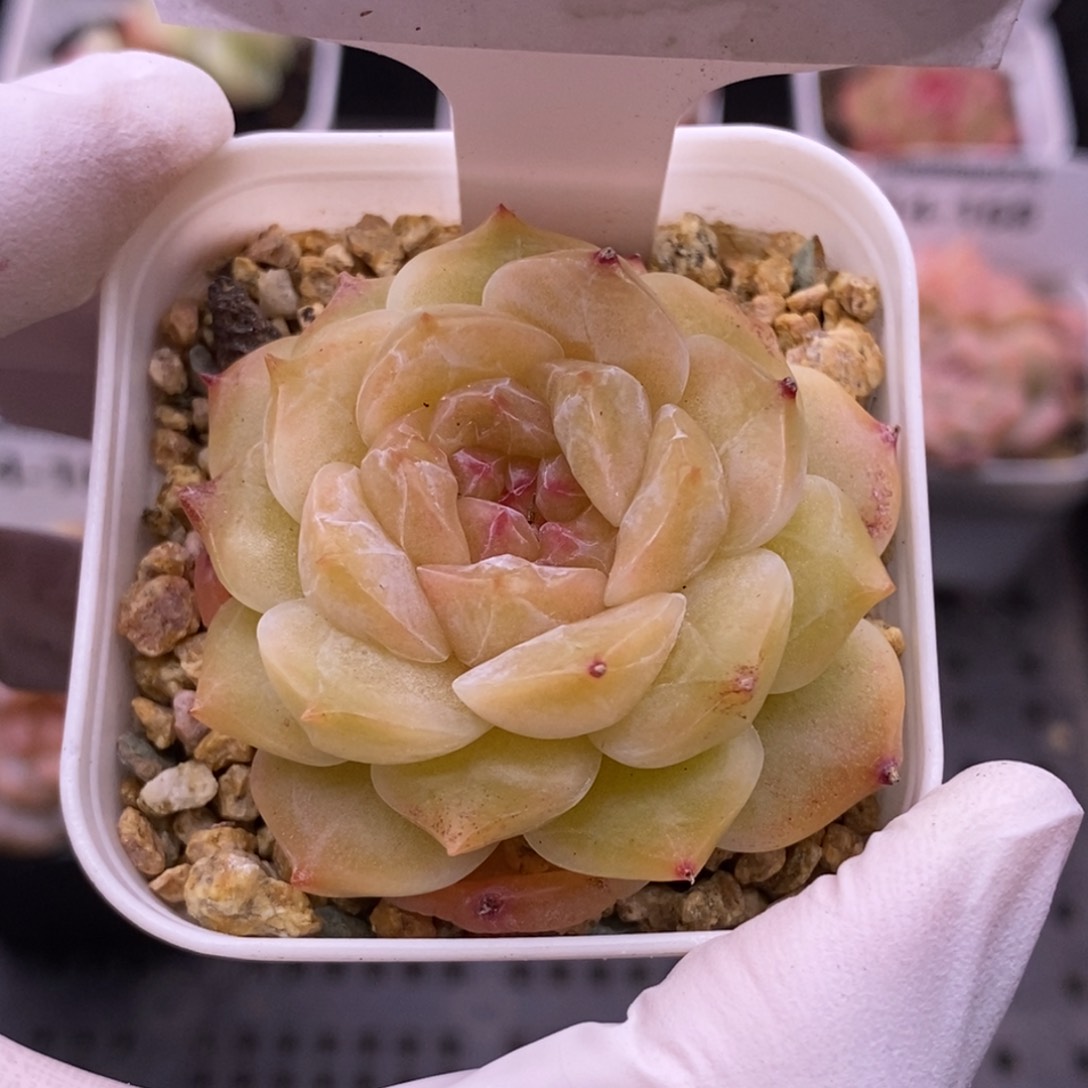 【闪购商品】14-170