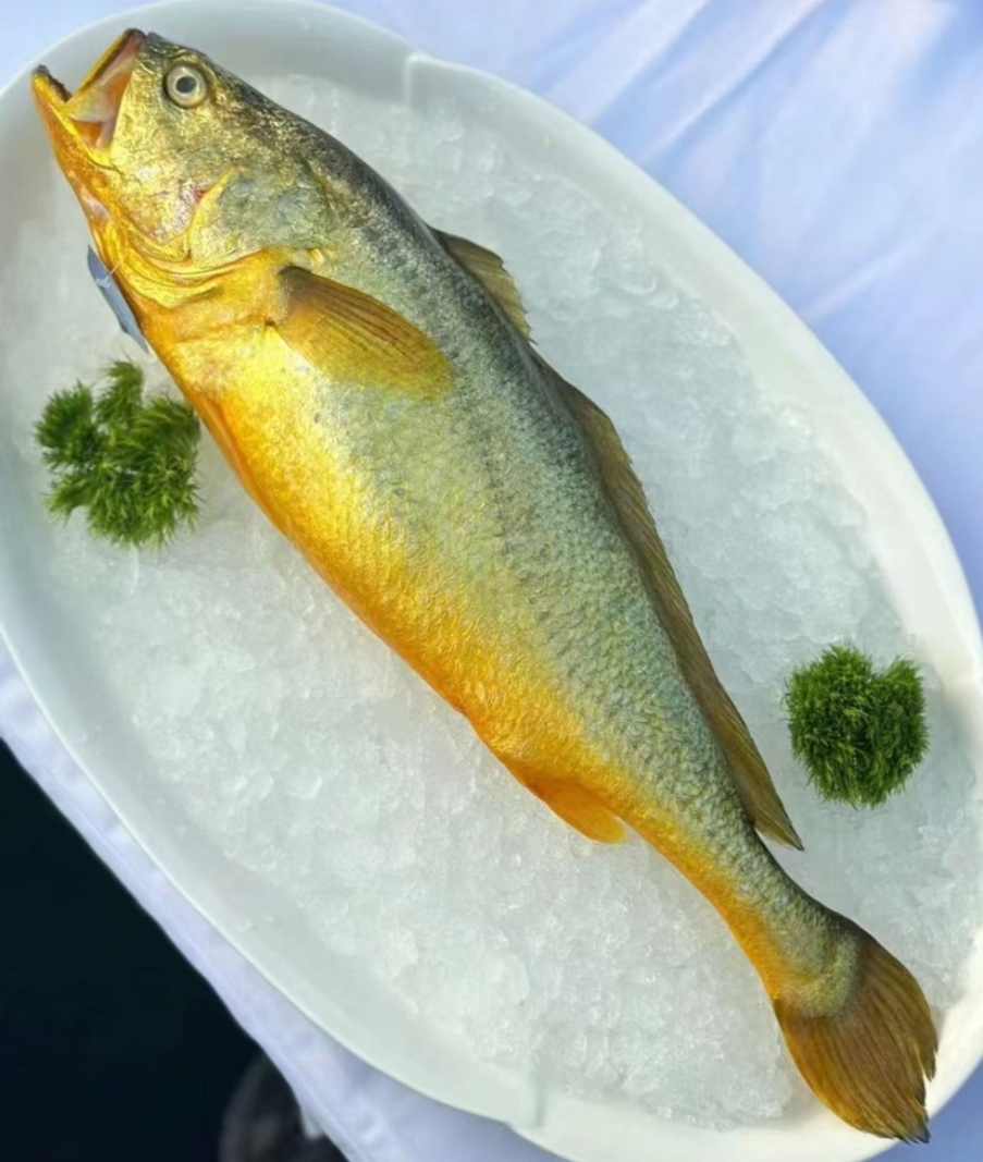 连云港发货 新鲜速冻 大  400g/条 到手6大条