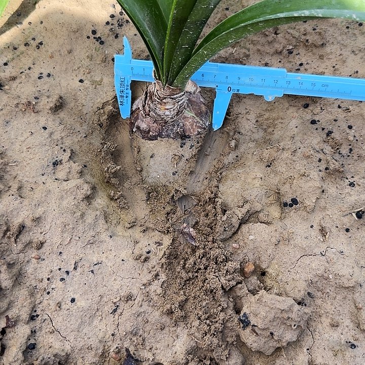 好印象朱顶红一棵7.0