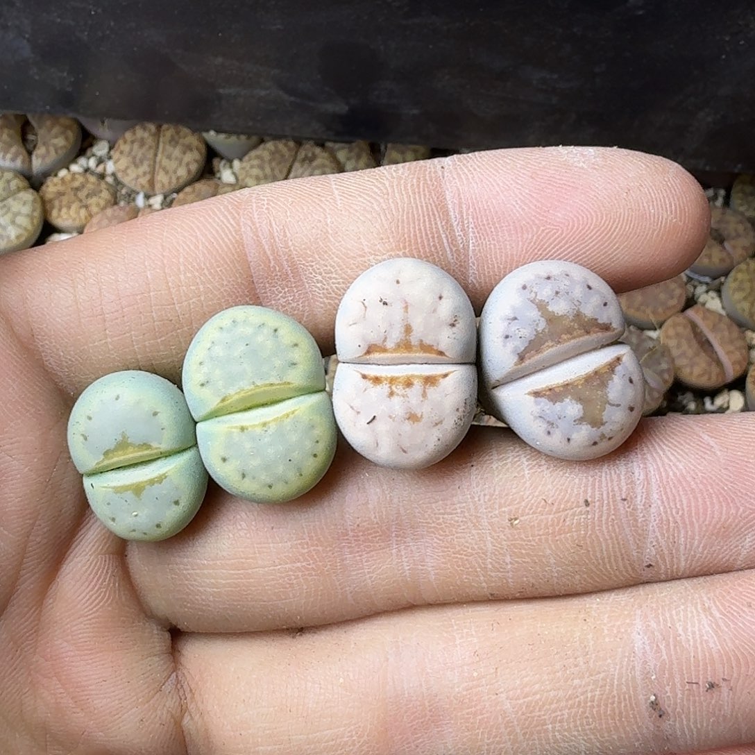 安***72619。哈哈哈哈哈哈