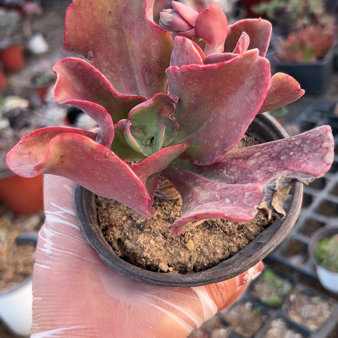 多肉植物帕比玫瑰