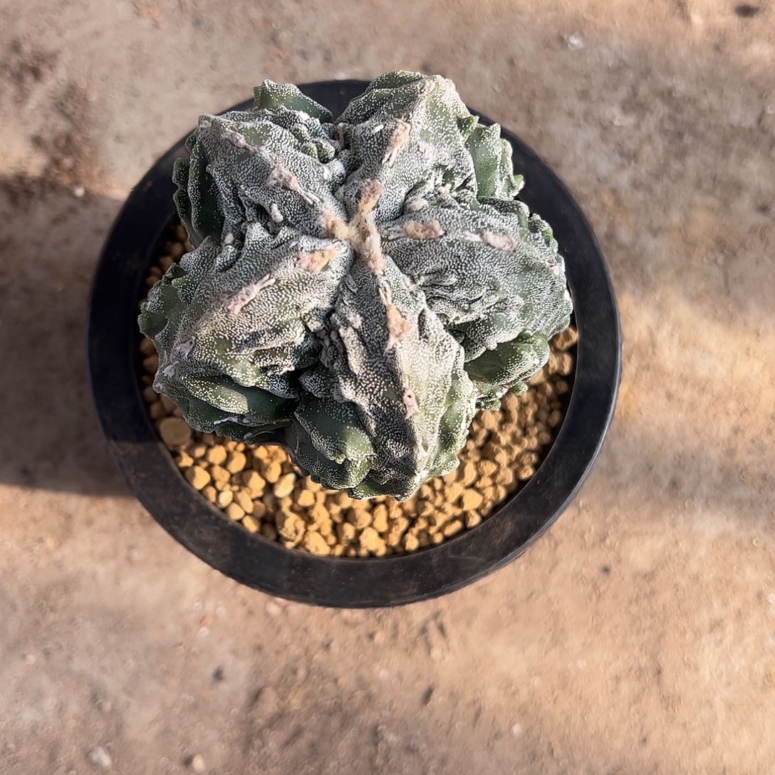 小***小实生鸾凤玉一物一拍