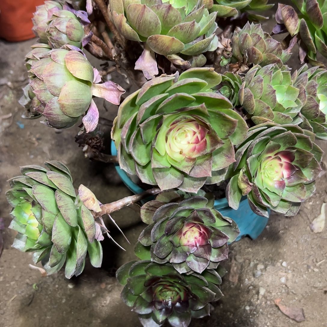 多肉植物万圣节法师347