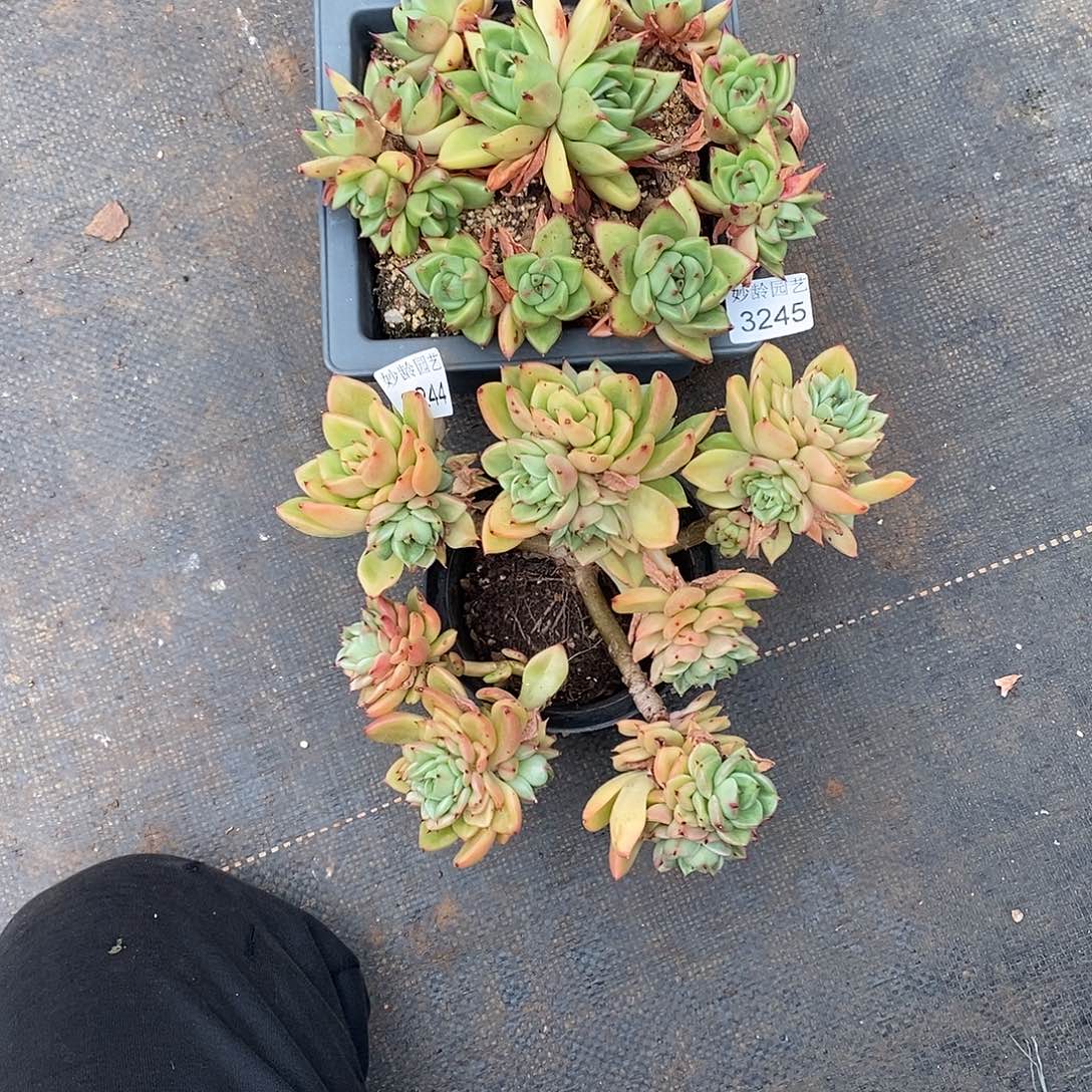 小****3245.3244两颗散群掉头无主头不售后15厘米