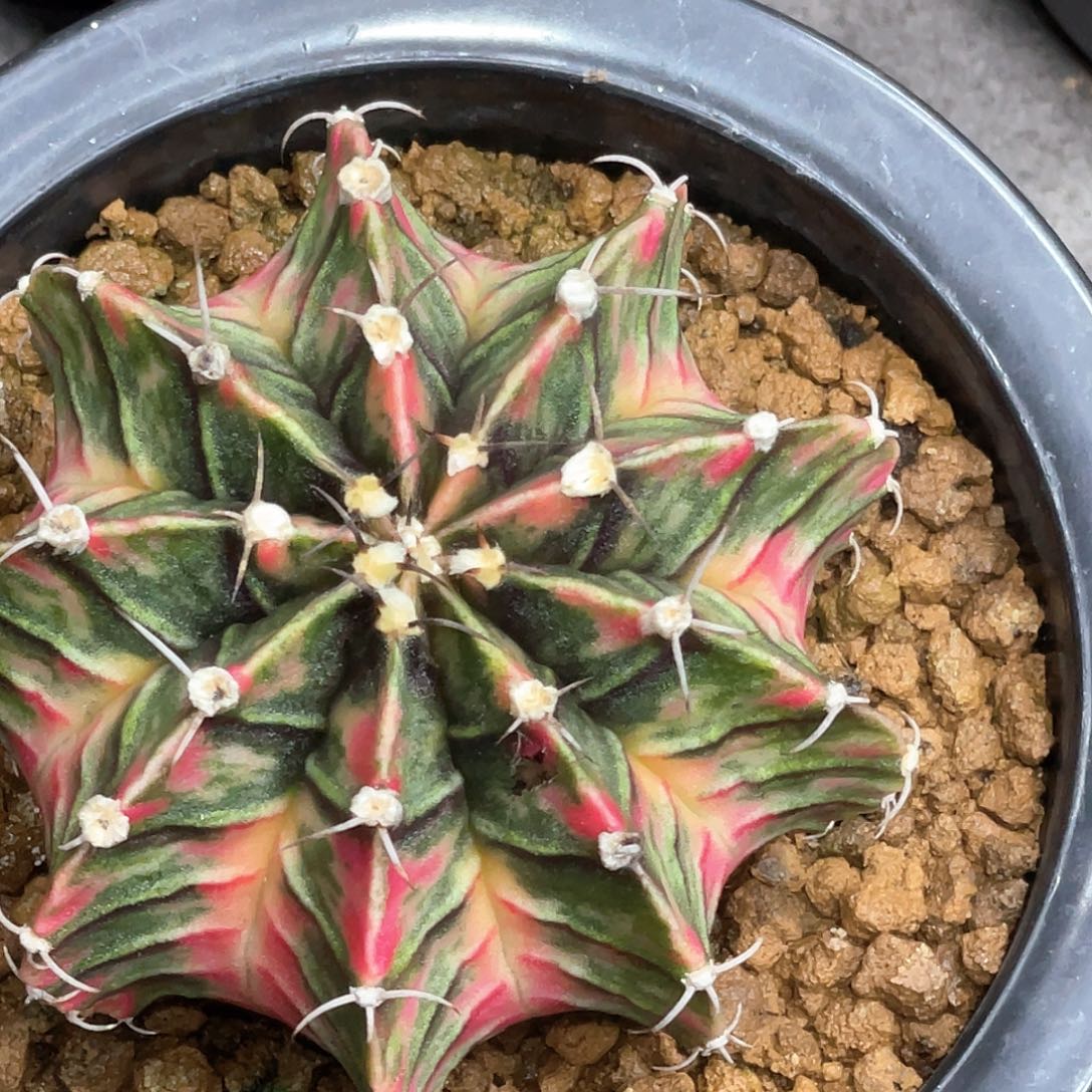 当前无花朵，栽培后可花朵