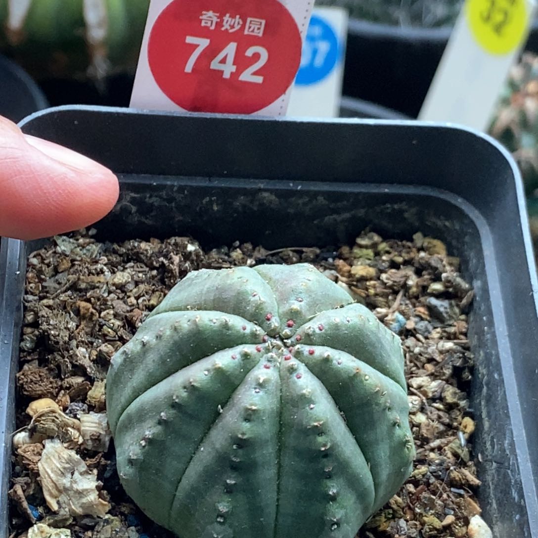 自根子吹布纹球3.8cm