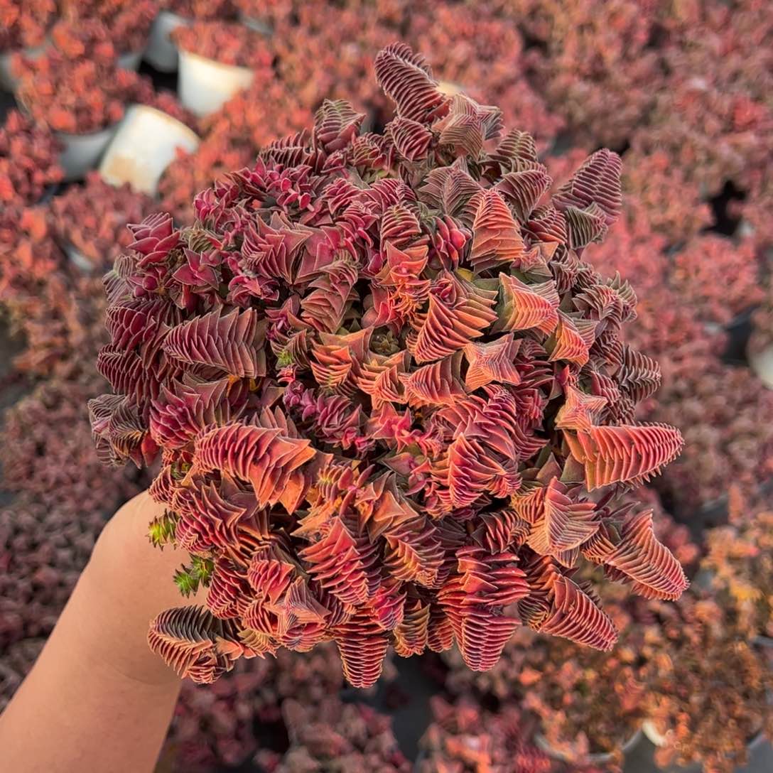 茜之塔散装带盆土多肉