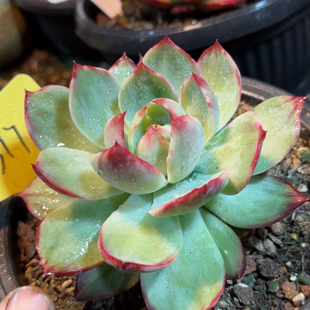 立叶拉丝惊鸿一物一拍包装收缩花旱317