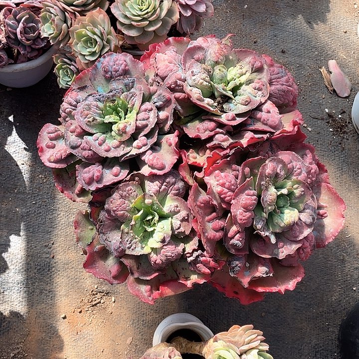 白雪公主带锦带盆+瘤子包菜+莫妮卡石化锦带盆