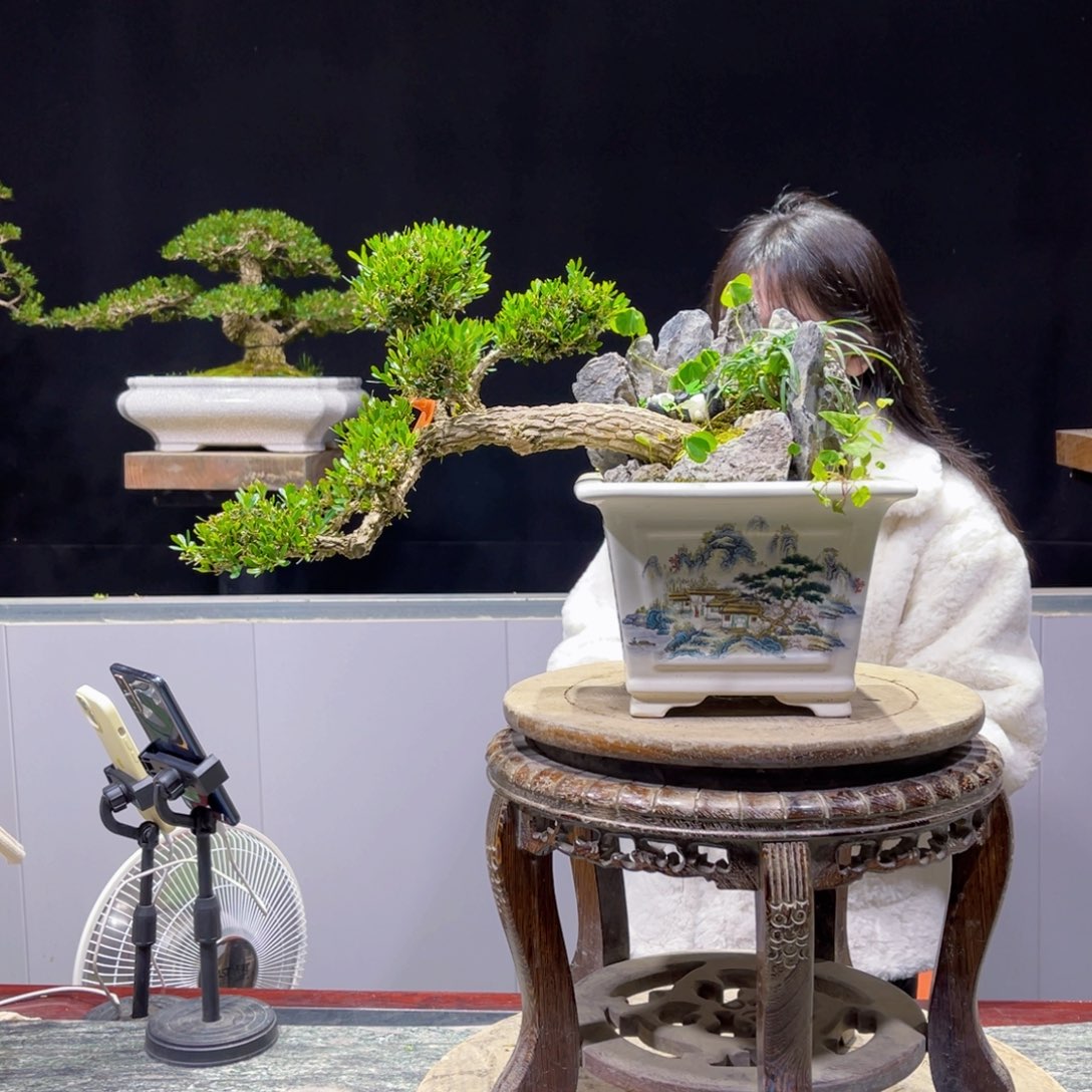 四季常青老桩黄杨盆景