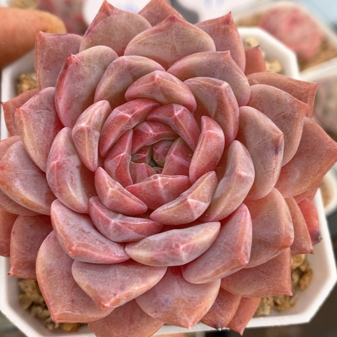 精品多肉一物一拍40