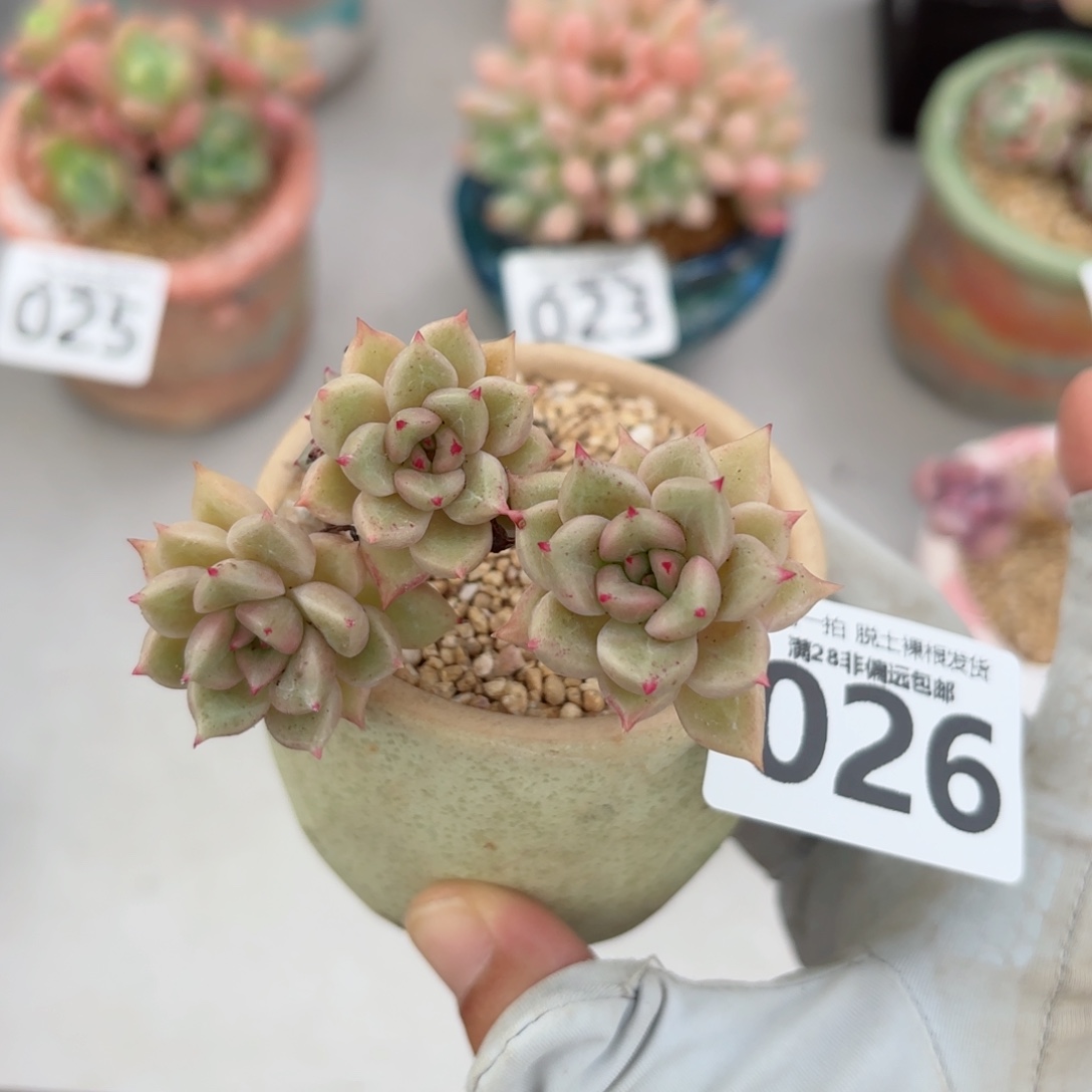 黄金璀璨老桩无盆土发货