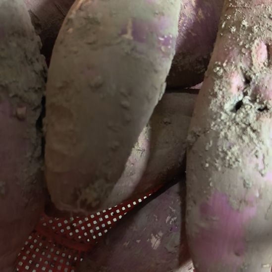 当前无花栽培后可以开花烟薯5斤（不分大小果）