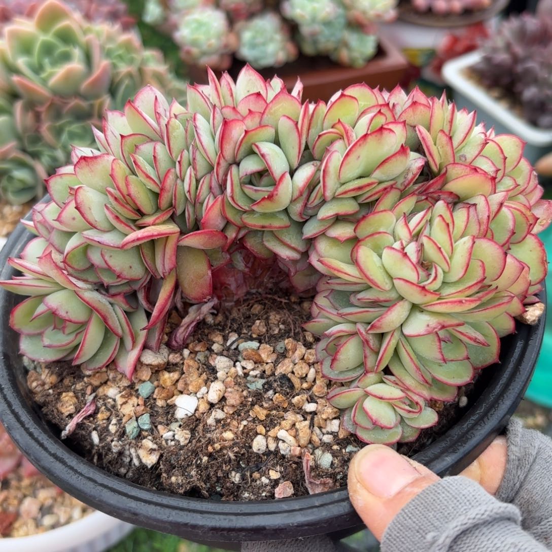 牡丹亭缀多肉分朵朵缀888888888