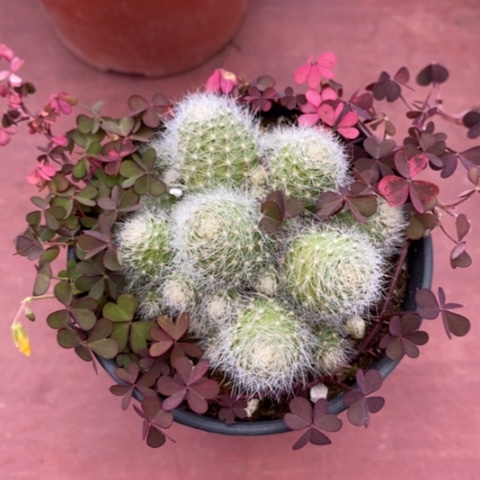 羽毛球群7仙人球