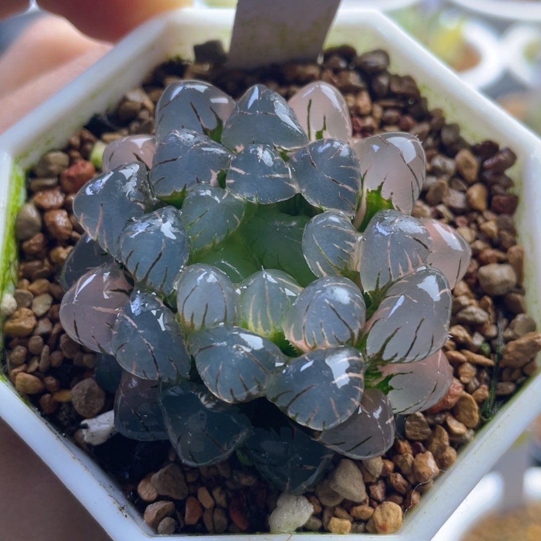 15.十二卷多肉ob1冰灯玉露锦