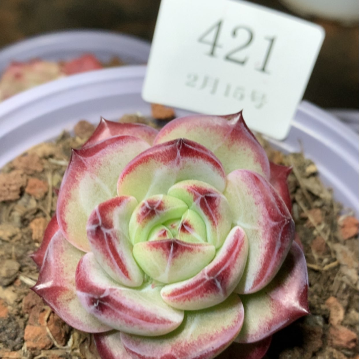 【闪购商品】云421