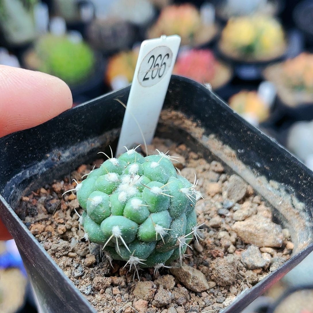 非偏远地区满25发货仙人球