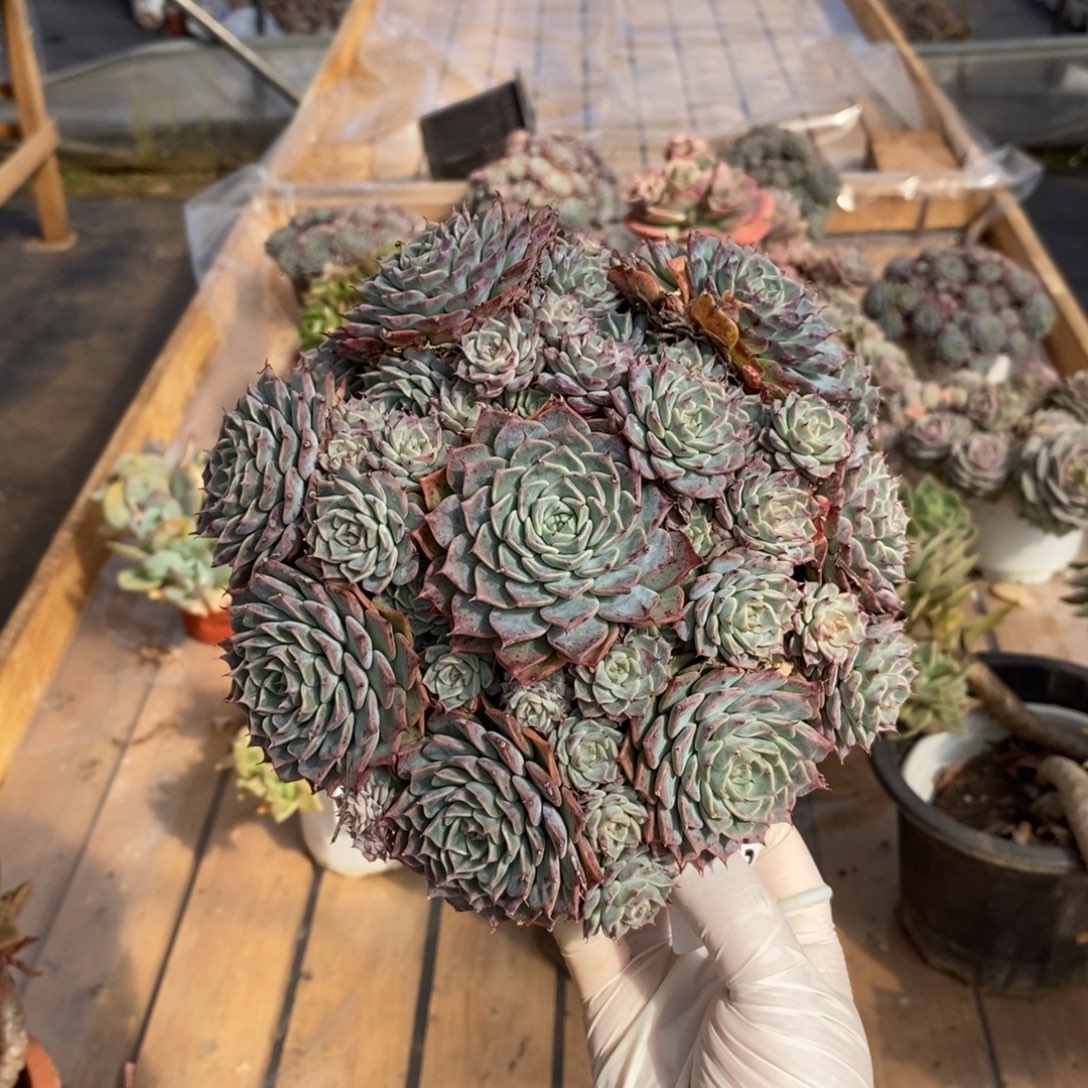 233海冰格瑞一物一拍