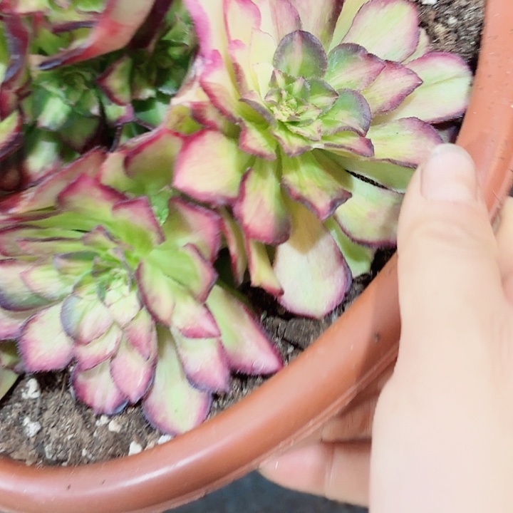 多肉植物海王七彩0405 