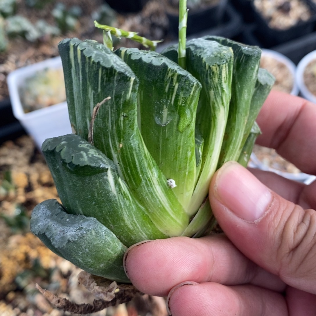 一颗大北斋玉扇锦。  