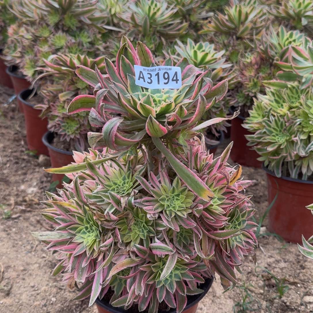 3194夕颜多肉植物