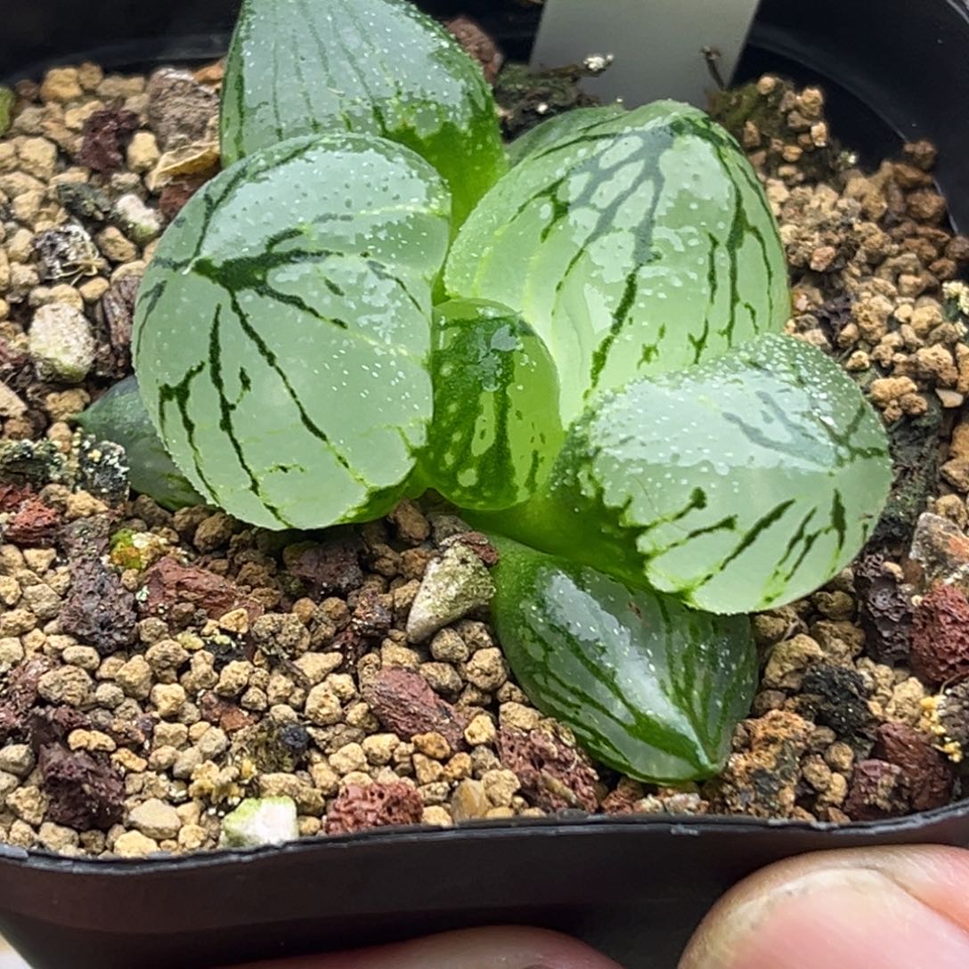 306巨大化虞美人头家多肉十二卷