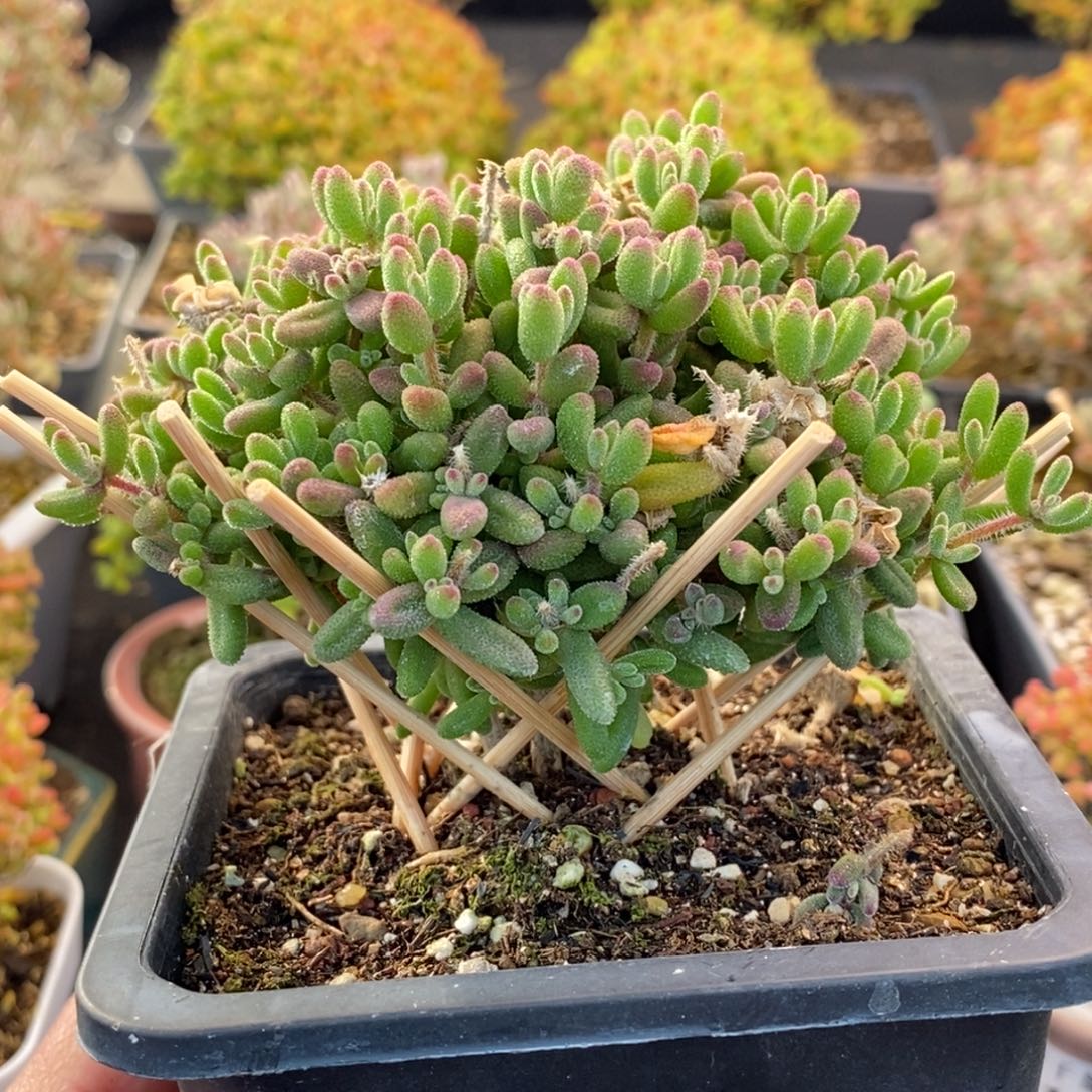 水***烟410红宝石 。       