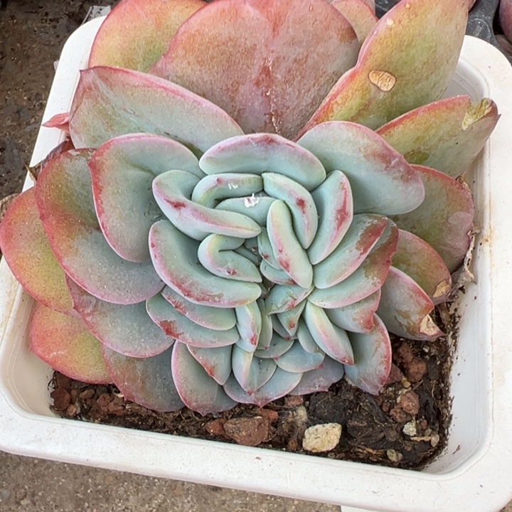 布鲁兰缀多肉植物238