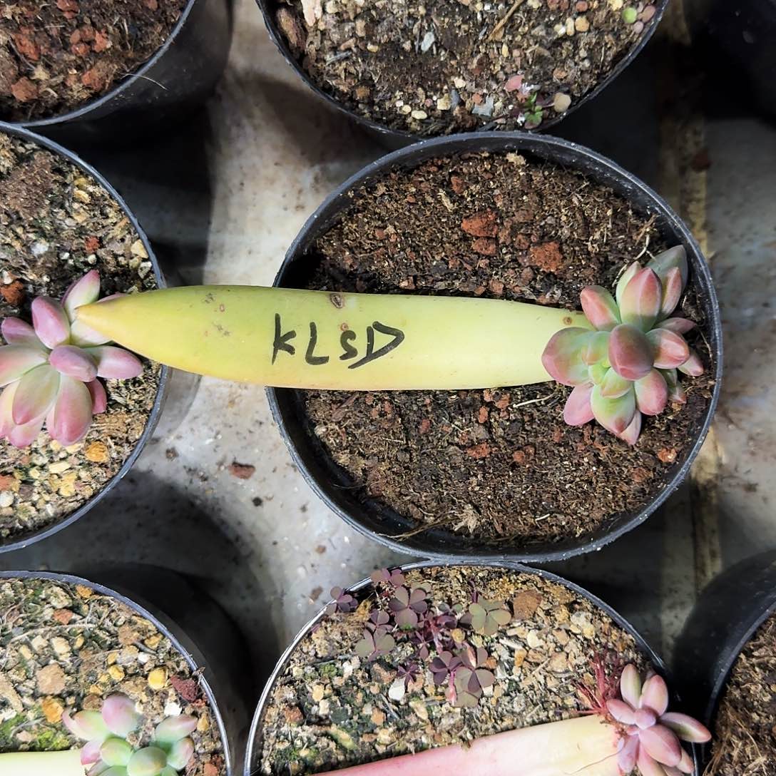 克里斯朵 叶插 一物一拍