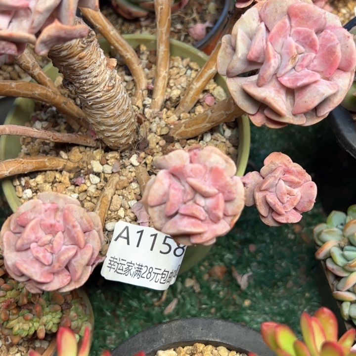 幸运的是我的朋友