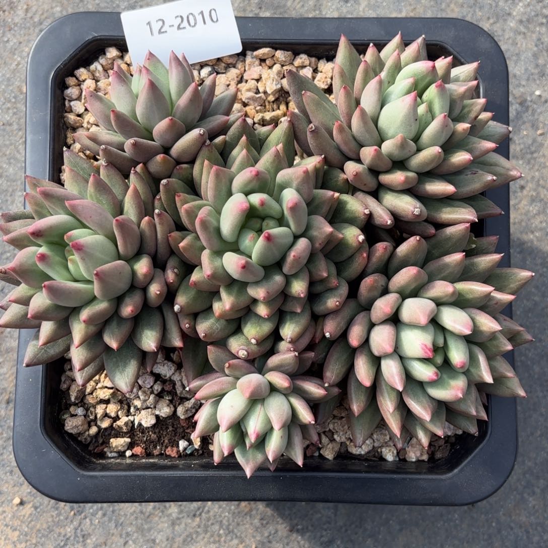 2010米其林多肉植物