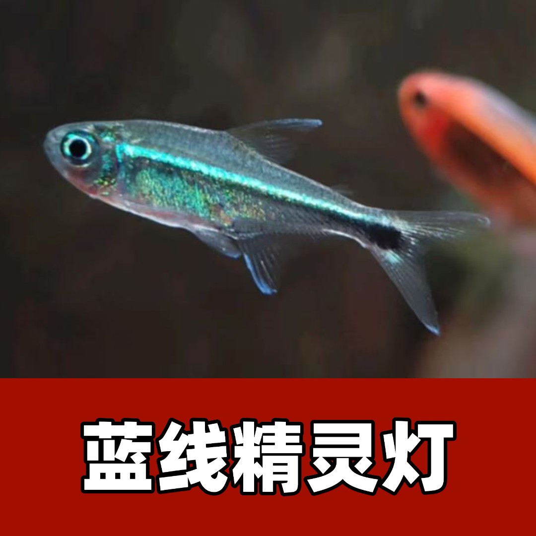 【渔扬水族】梅塔蓝线精灵灯观赏鱼灯科鱼热带小型观赏鱼好养耐活