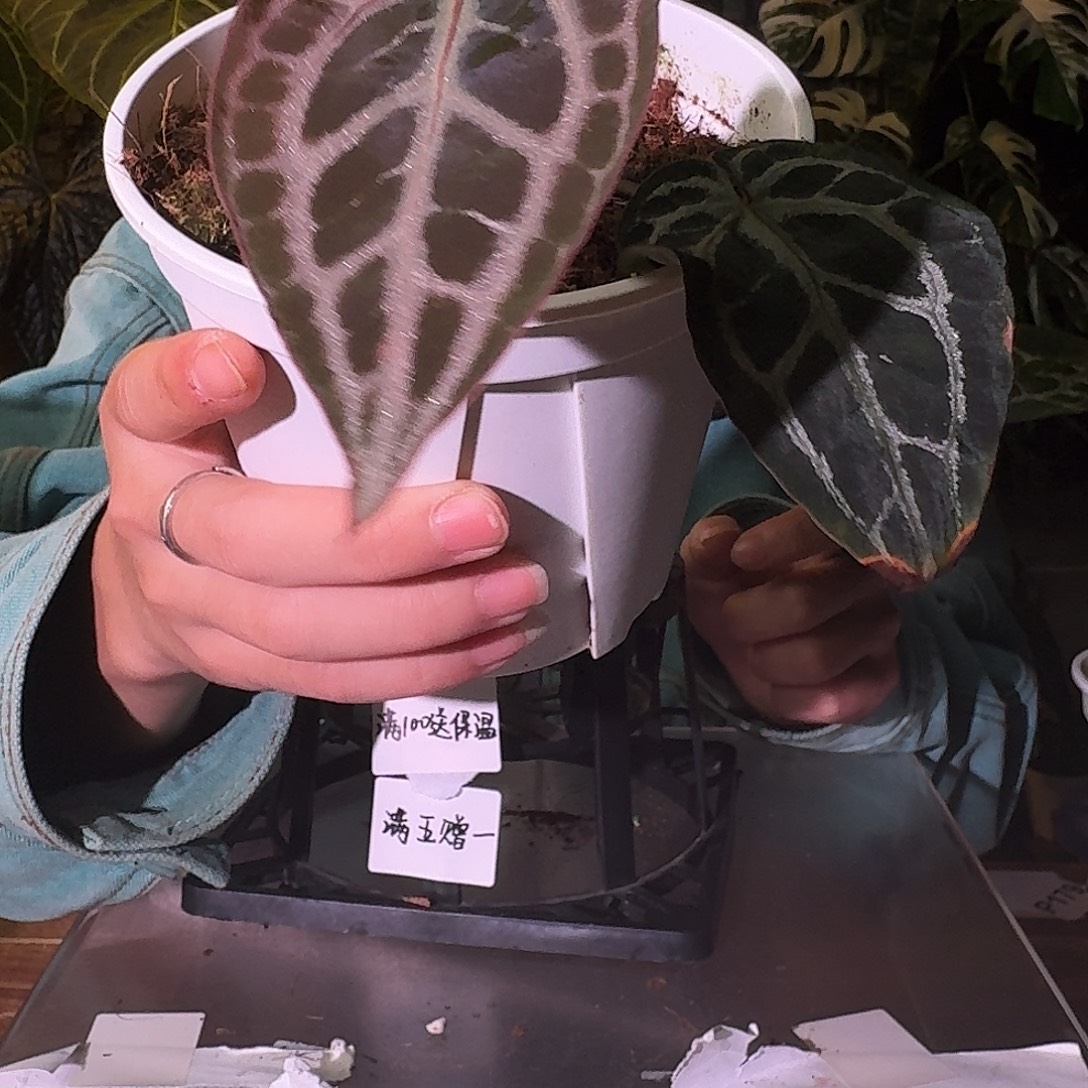 不开花植物B111安吉拉杂红钻石