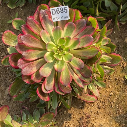 685烟花多肉植物