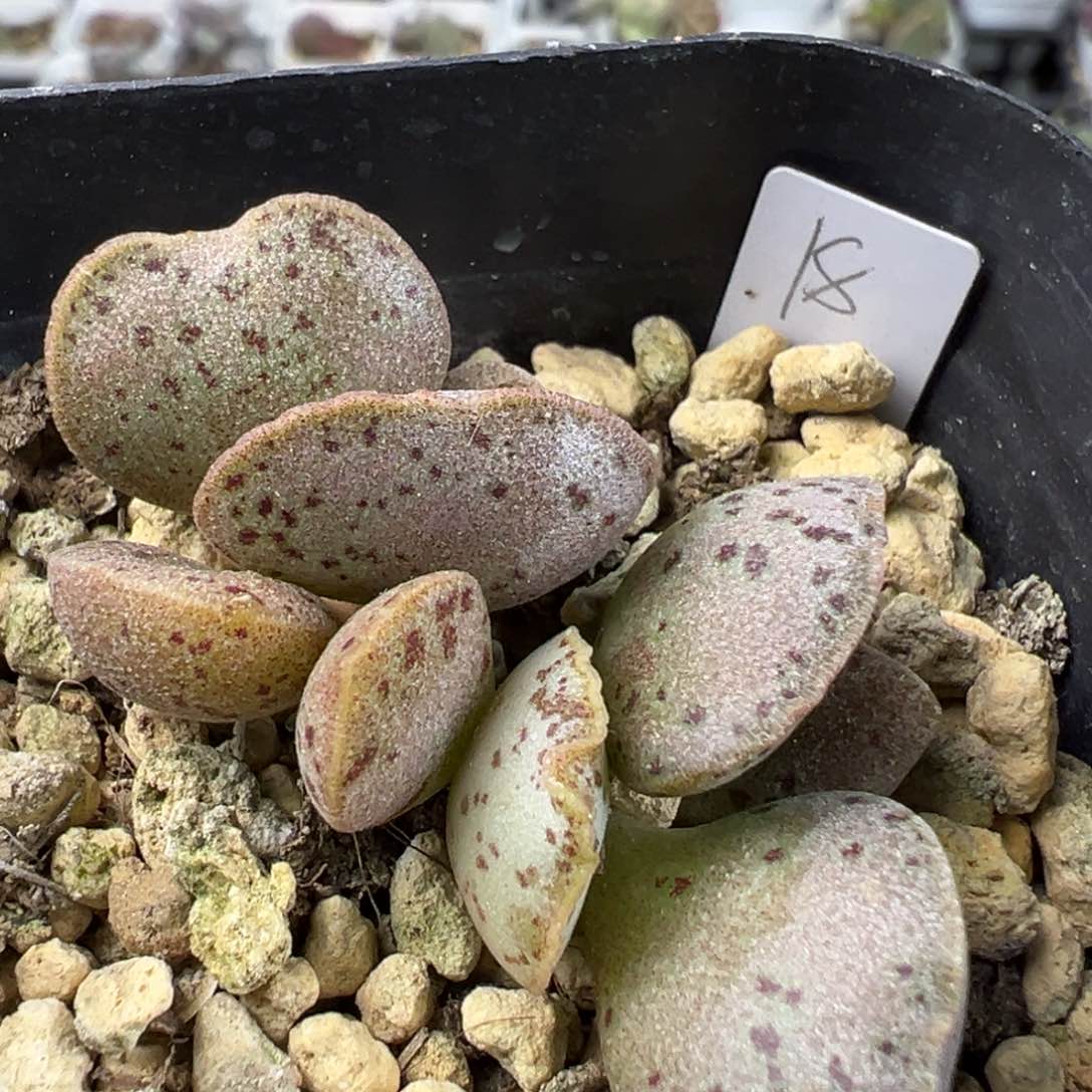 银波粉蛋多肉植物水泡