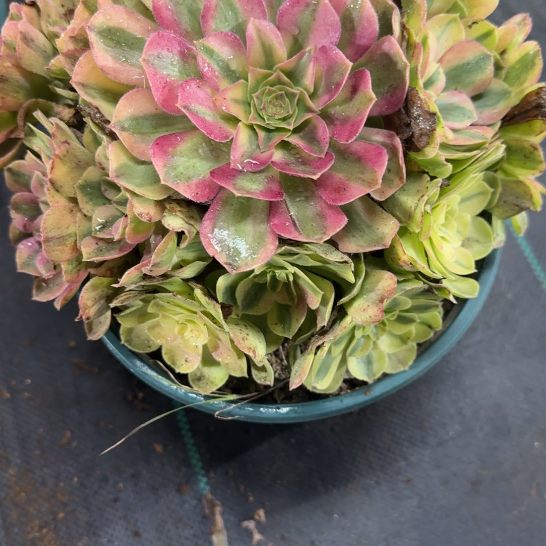 雨河多肉植物老庄895