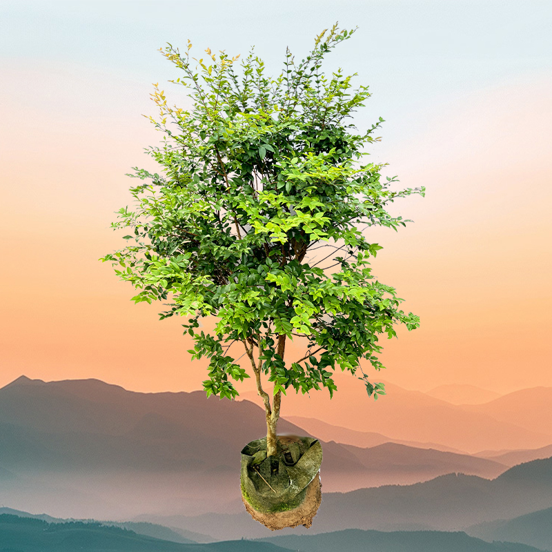 绿植盆栽沙巴造型艾斯卡红妃阳台庭院楼顶四季常绿