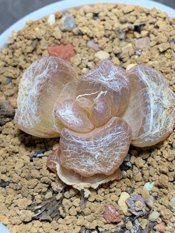 短叶粉窗佛座箍 一物一拍包邮非偏远