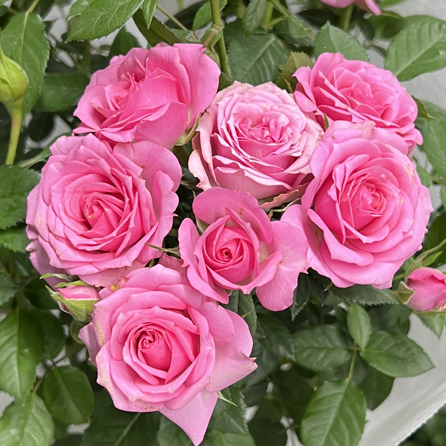 菲利【棒棒糖】月季盆栽花卉庭院耐晒耐寒发货快