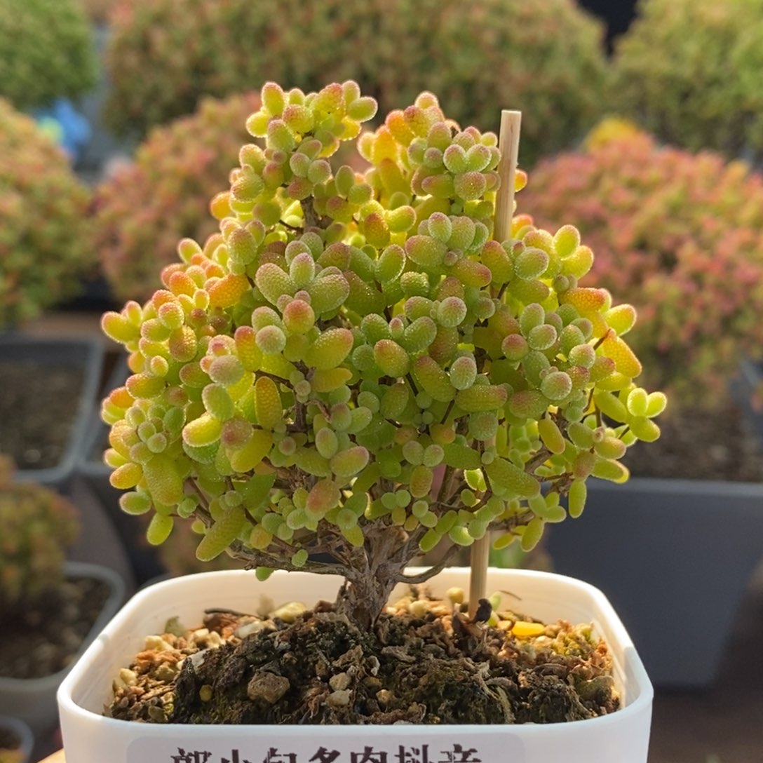 金橘糖球3239枝干番杏