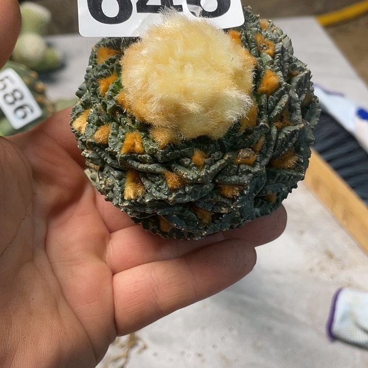 完全开放646仙人球龟甲