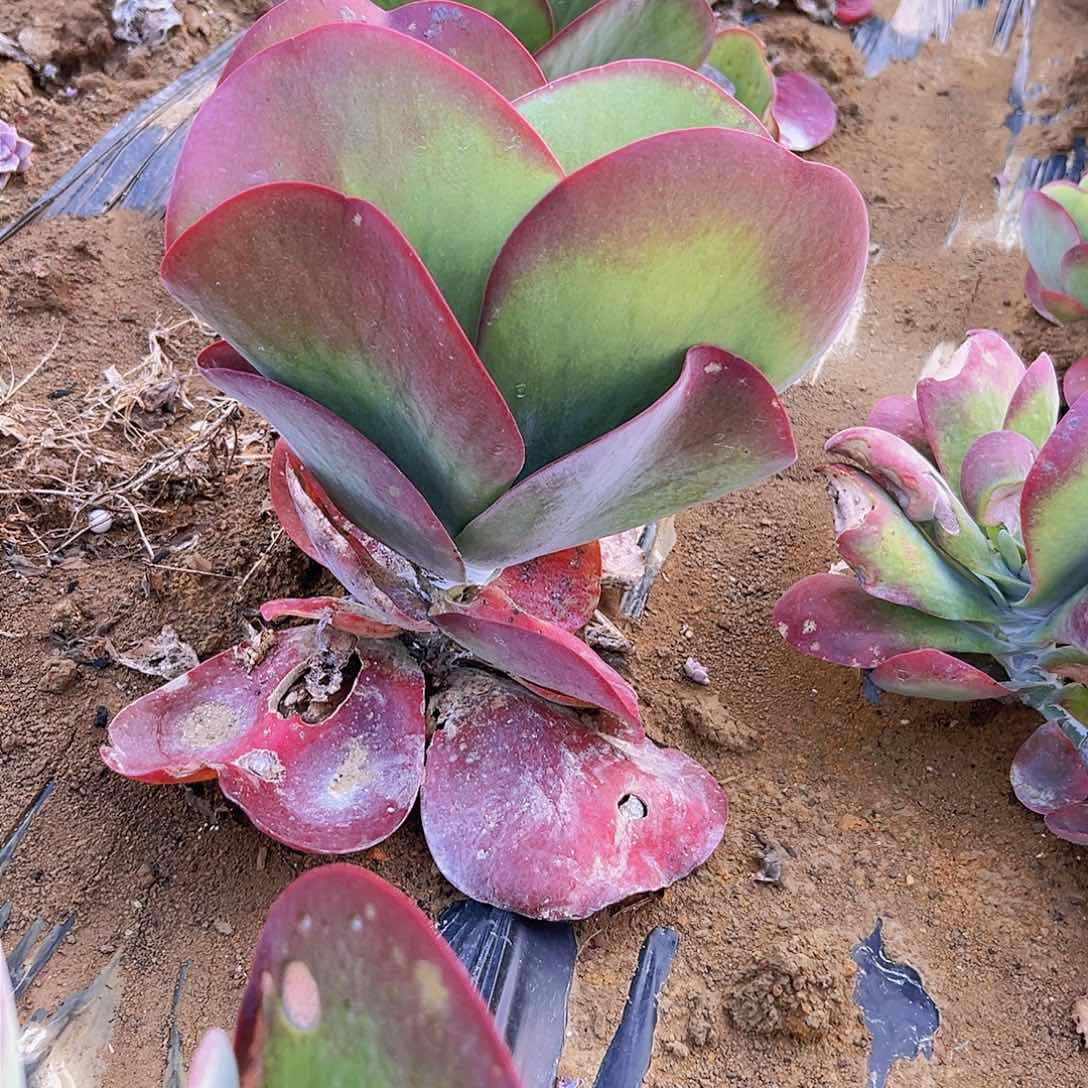 唐印一个基地直发