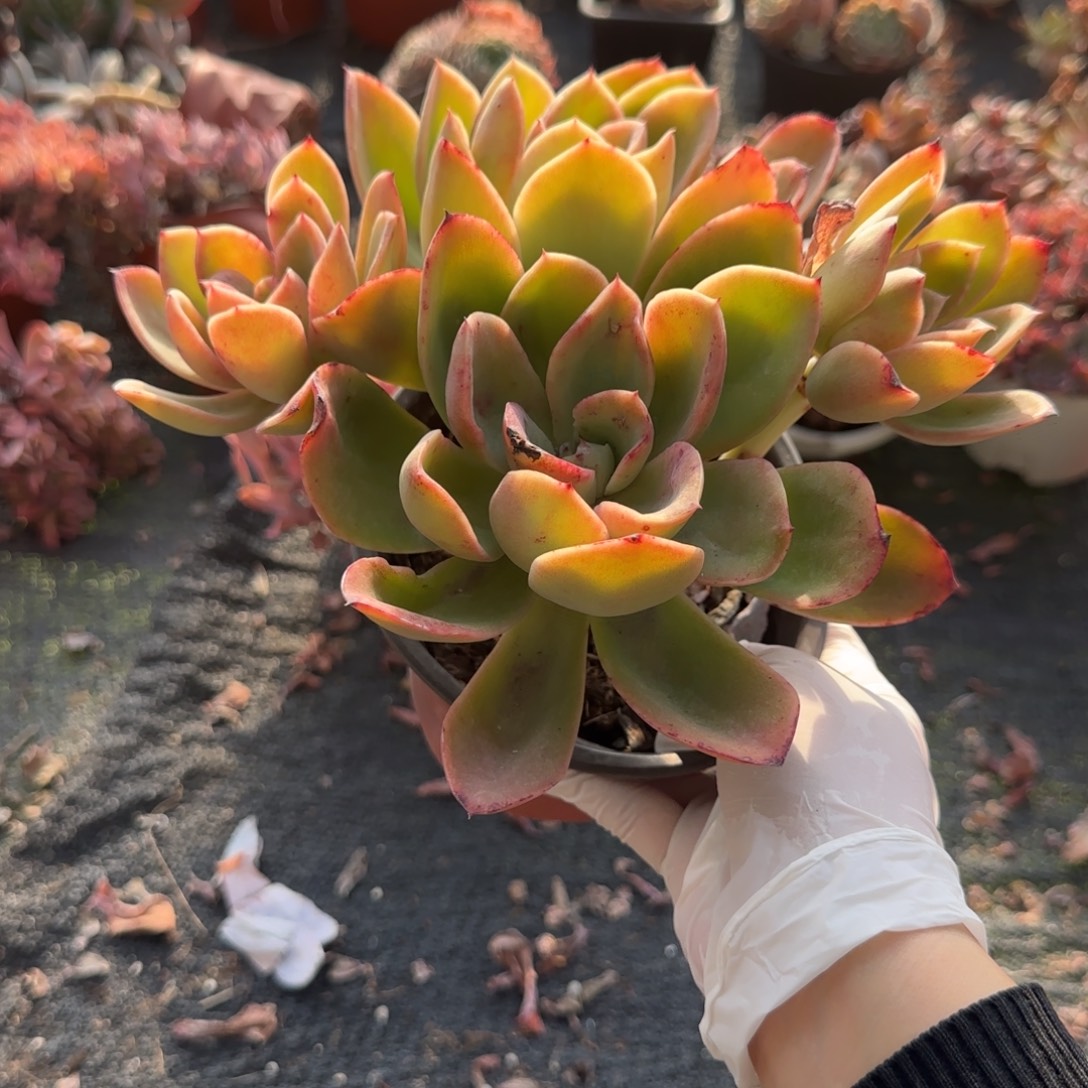 无花朵金辉有砍群生