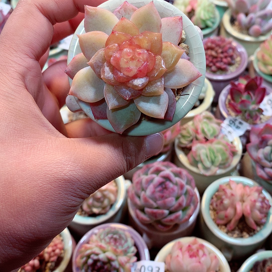 美肉肉哦哦哦哦哦哦