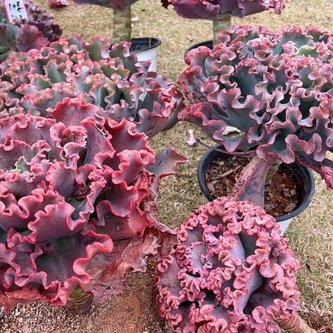 橙****?74 号包菜系列 4 棵